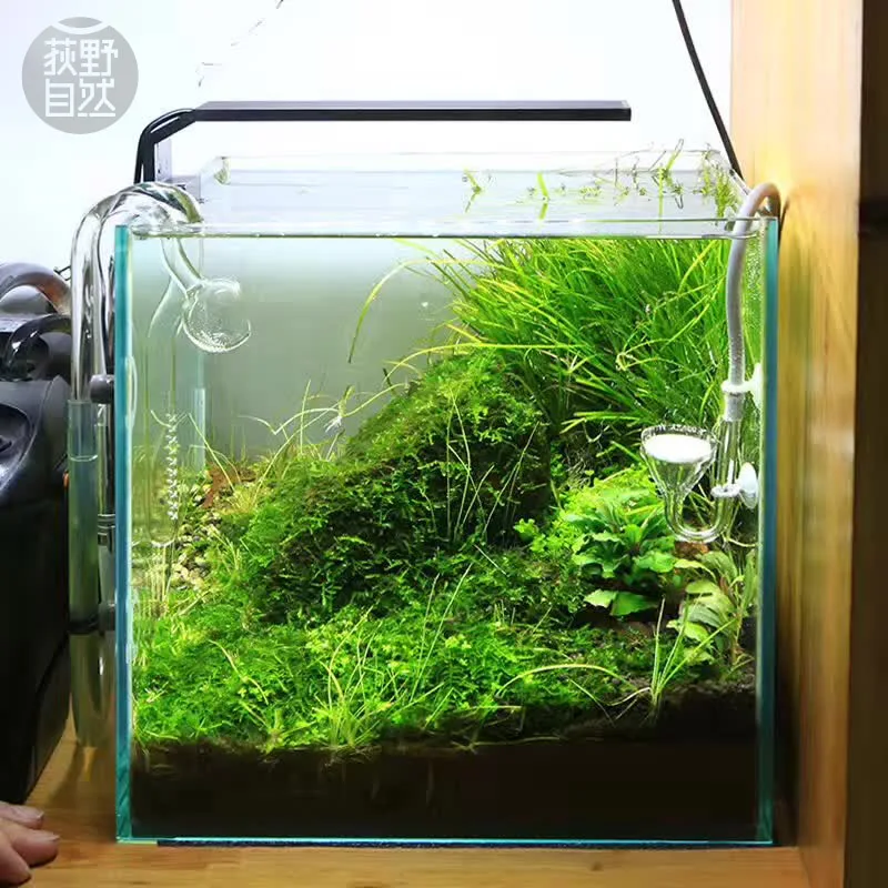Aquarium Plant Diseases - Chihiros C Series ADA Style Plant