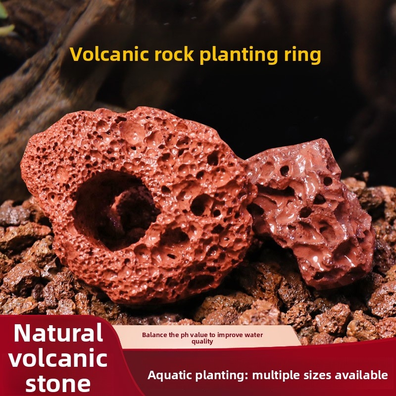Planted Aquarium Carpet Plant - Cincin Tanam Batu Lava Merah –