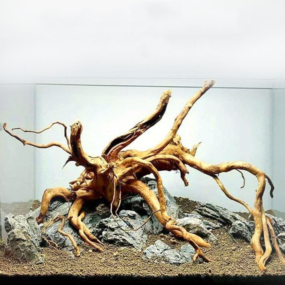 Planted Aquarium Bowl - Kayu Apung Akuarium Besar 20-25CM, Dekorasi
