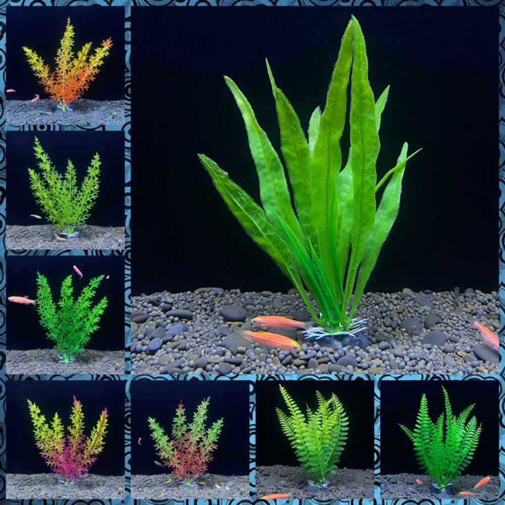 Tanaman ornamen tangki ikan, d - Planted Aquarium Bowl ulasan dan harga