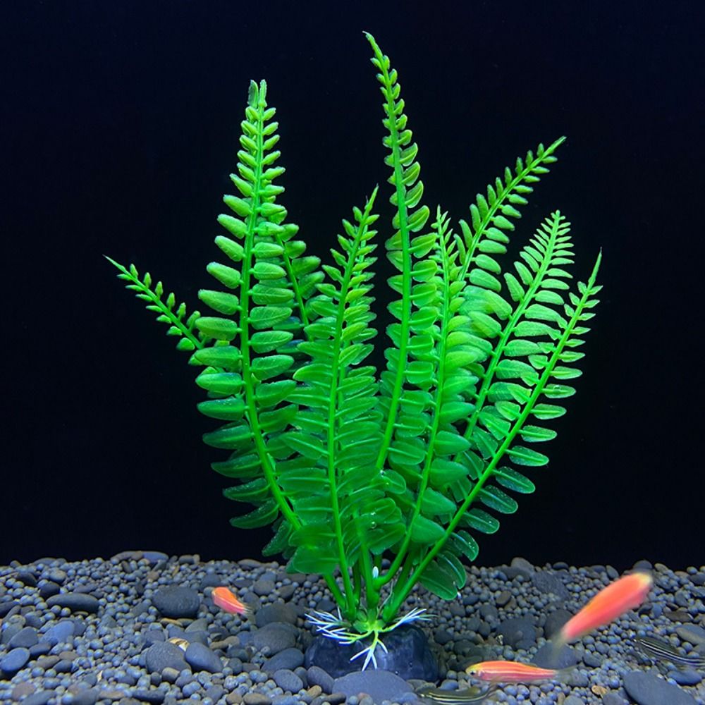 Tanaman ornamen tangki ikan, d - Planted Aquarium Bowl ulasan dan harga