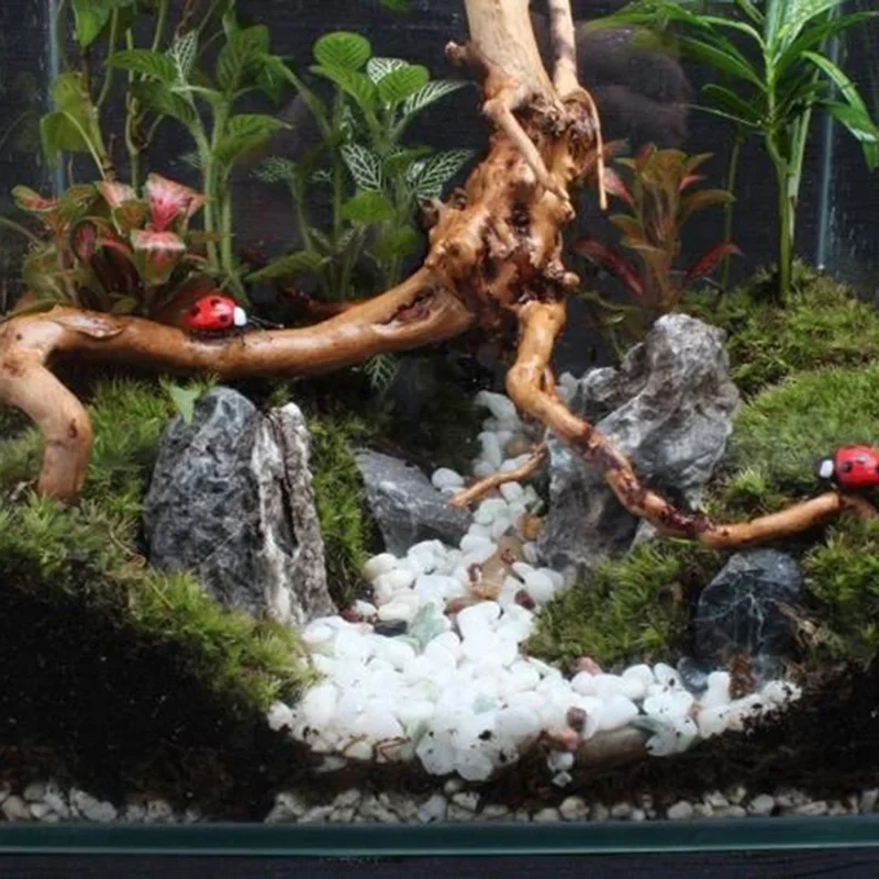 Pohon alami kayu apung akuariu - Aquarium Planted Wood ulasan dan harga