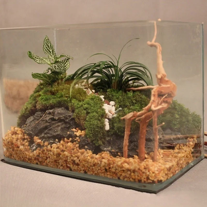 Pohon alami kayu apung akuariu - Aquarium Planted Wood ulasan dan harga