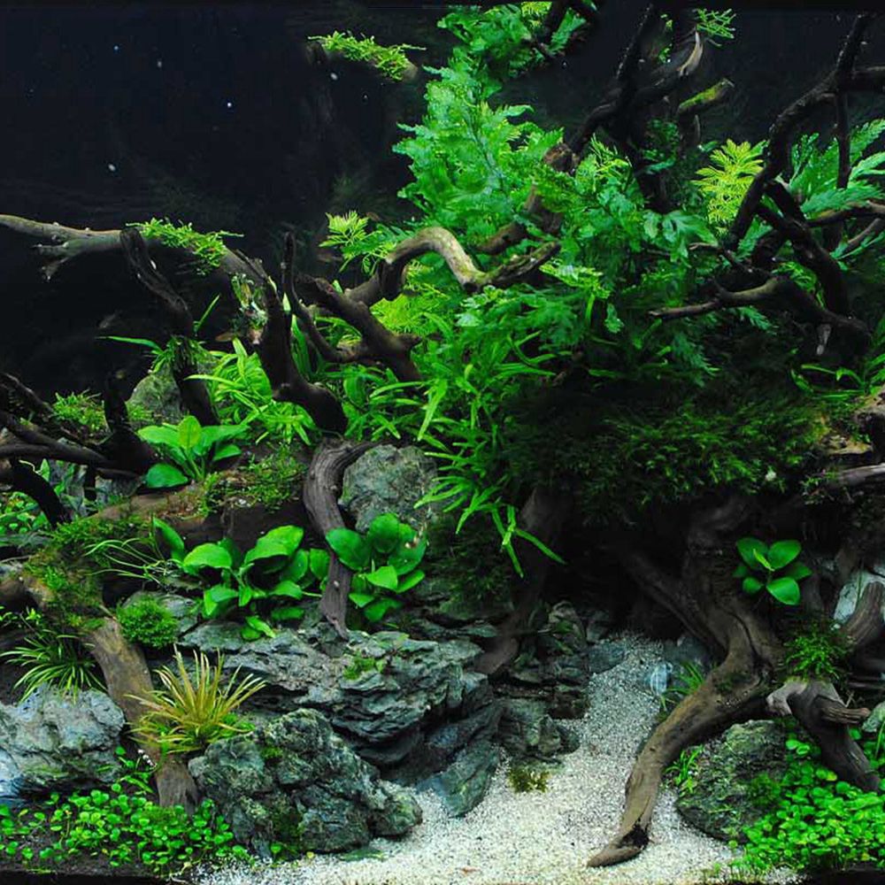 Dekorasi akuarium latar belaka - Aquarium Planted Wood ulasan dan harga