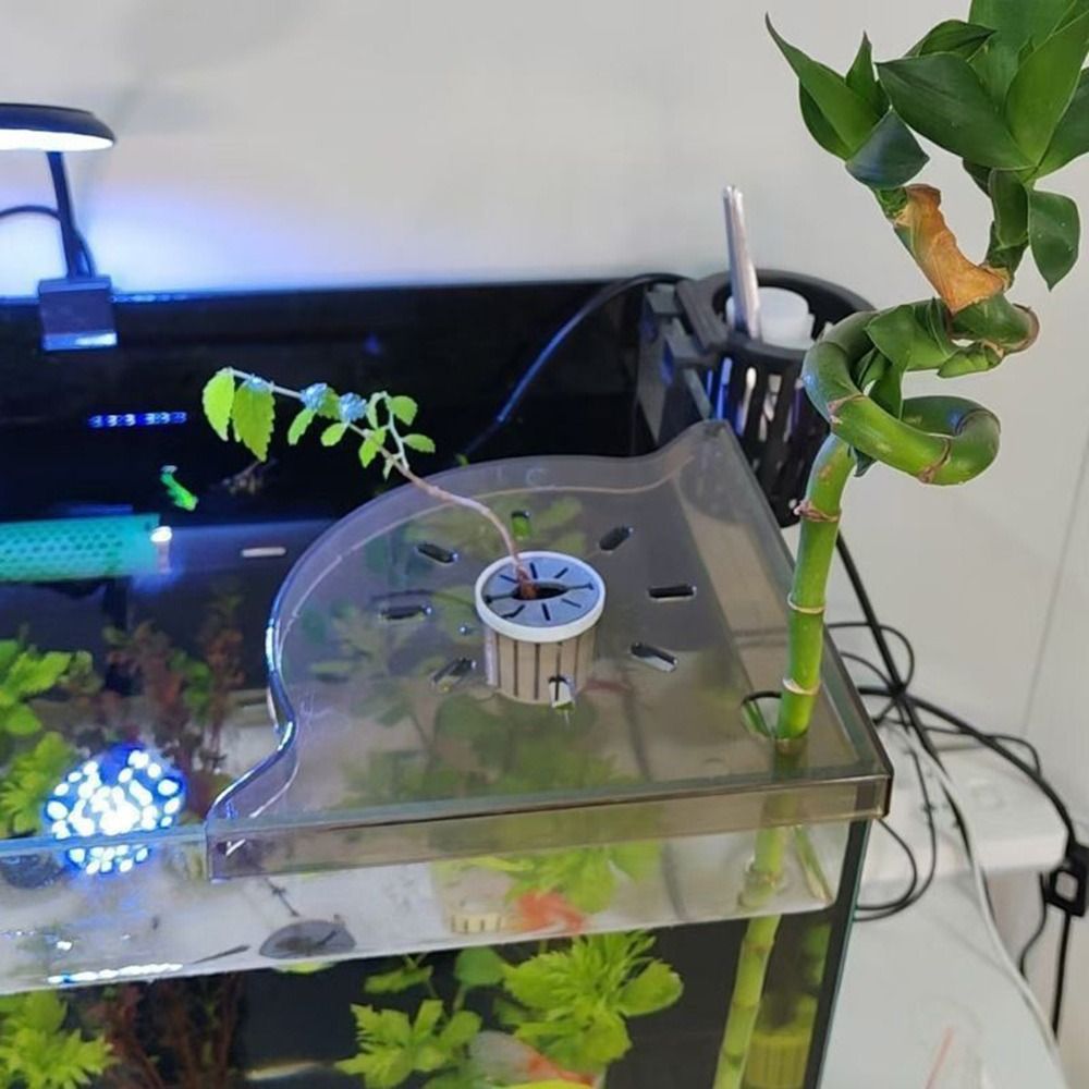 Rak Sudut Akuarium Desain Segi - Aquarium Plant Design ulasan dan harga