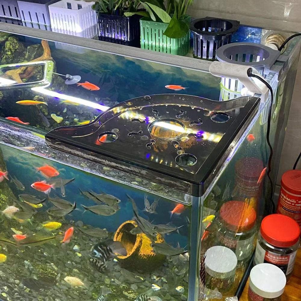 Rak Sudut Akuarium Desain Segi - Aquarium Plant Design ulasan dan harga