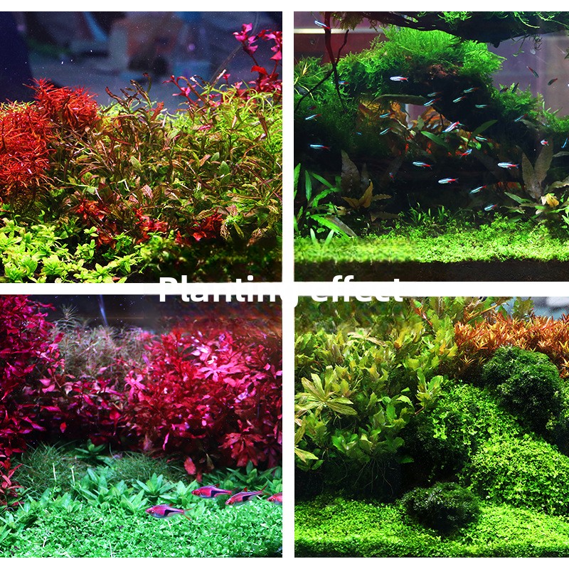 SYSENCIAGA Substrat Akuarium T - Planted Aquarium Fertilizer ulasan dan harga
