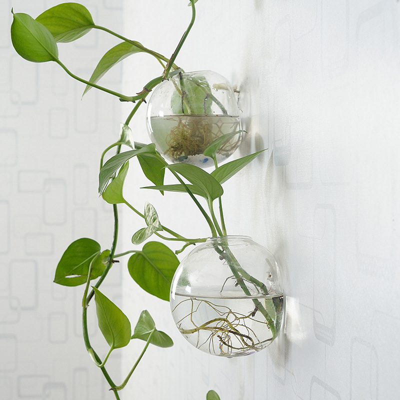 Akuarium Akrilik Gantung Dindi - Planted Aquarium Bowl ulasan dan harga