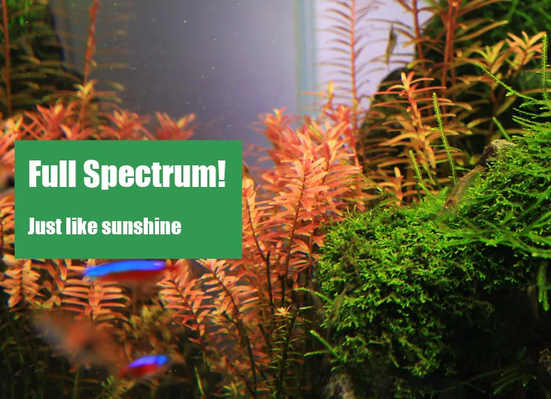 Chihiros C Series ADA Style Pl - Aquarium Plant Diseases ulasan dan harga
