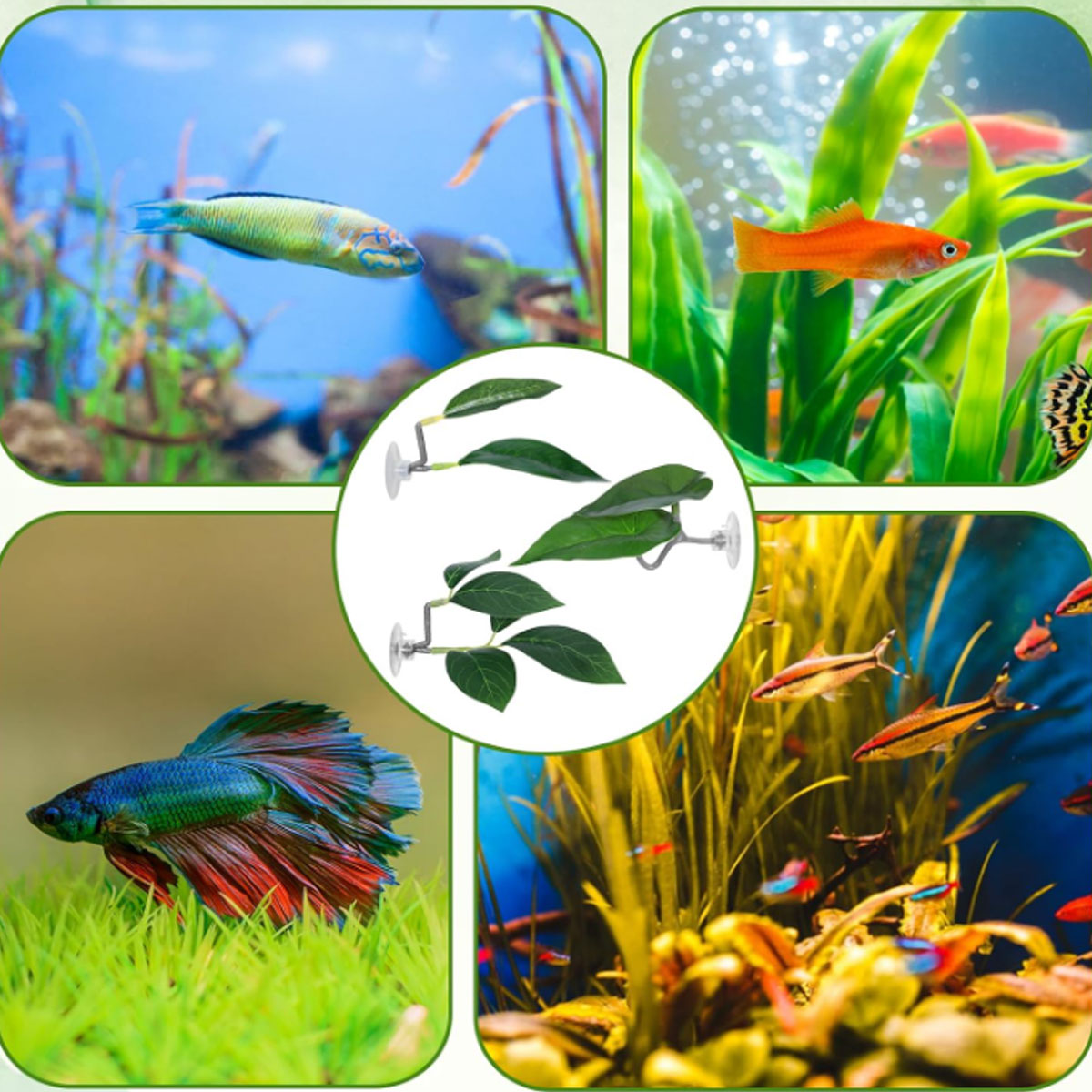 1 Buah Tempat Tidur Ikan Betta - Aquarium Plant Design ulasan dan harga
