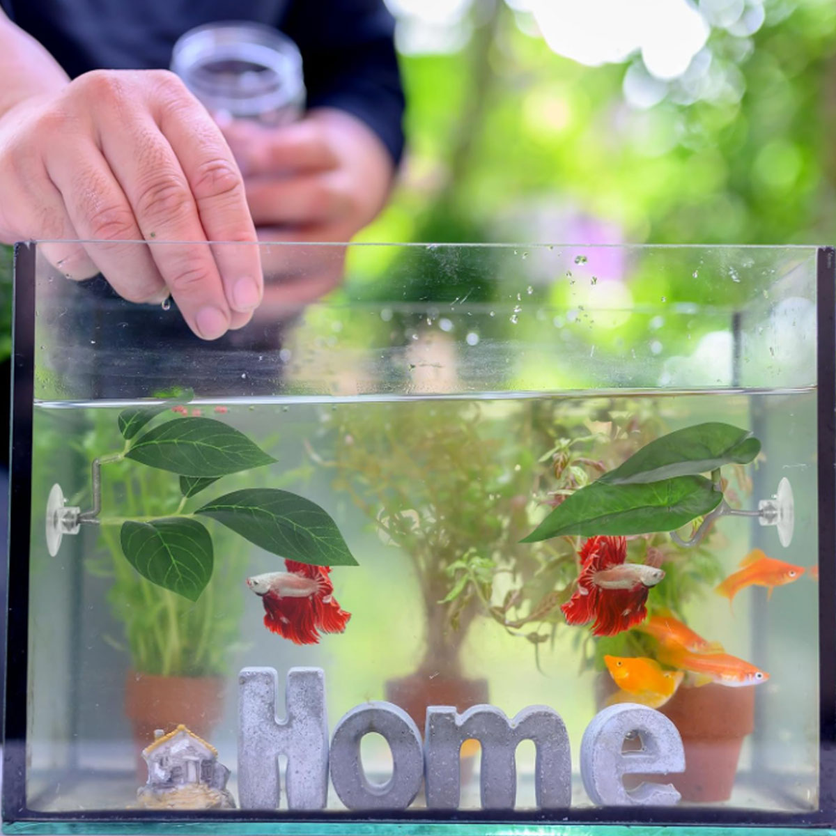 1 Buah Tempat Tidur Ikan Betta - Aquarium Plant Design ulasan dan harga