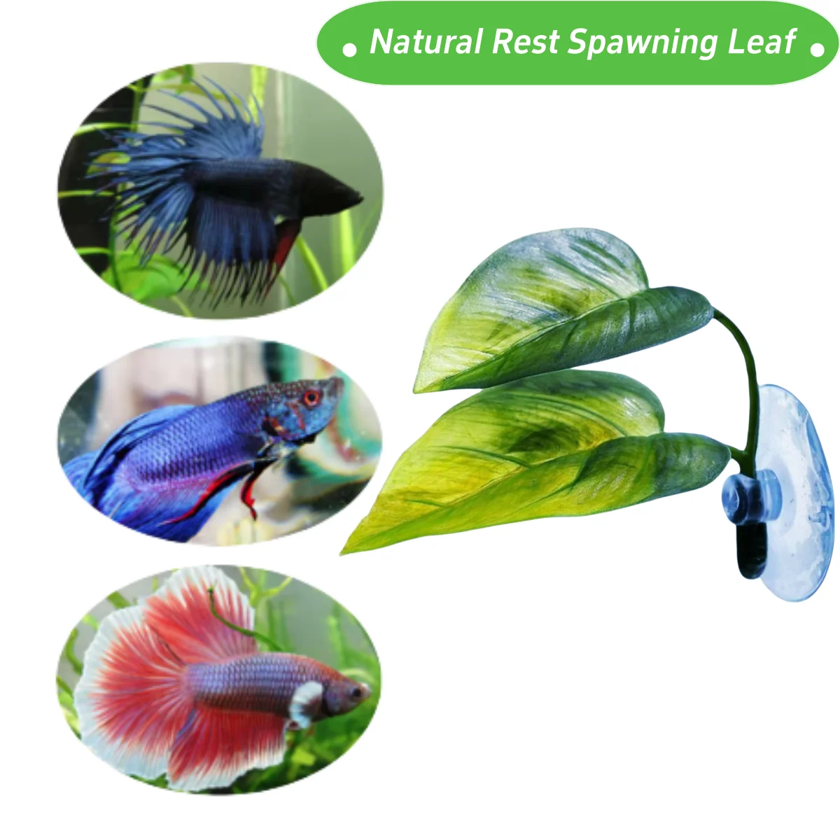 Dekorasi Akuarium Ikan Hias, T - Aquarium Plant Design ulasan dan harga