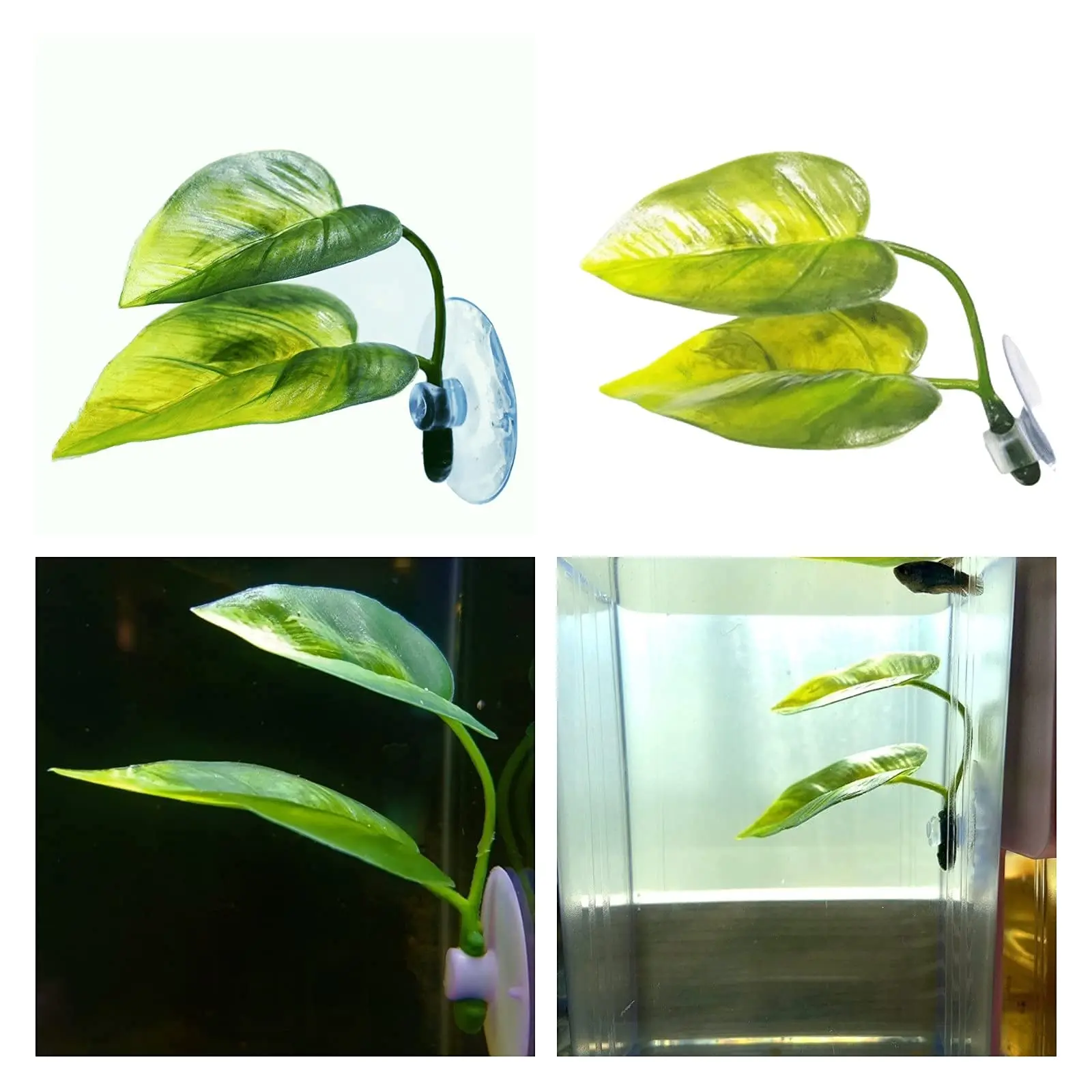 Dekorasi Akuarium Ikan Hias, T - Aquarium Plant Design ulasan dan harga