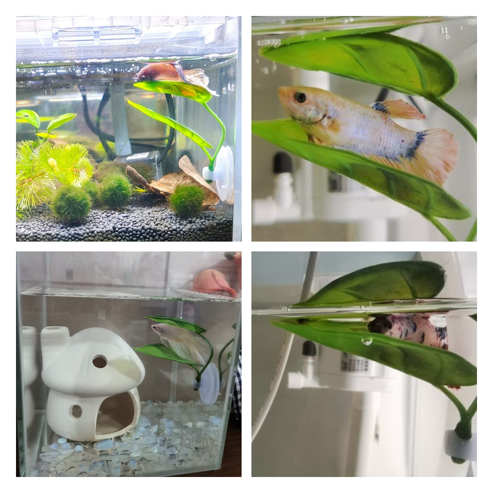Dekorasi Akuarium Ikan Hias, T - Aquarium Plant Design ulasan dan harga