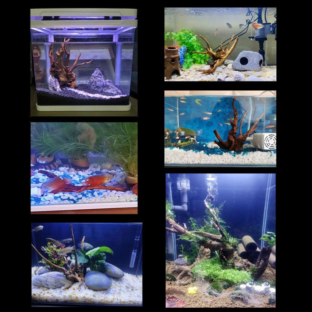 Kayu Apung Akuarium Besar 20-2 - Planted Aquarium Bowl ulasan dan harga