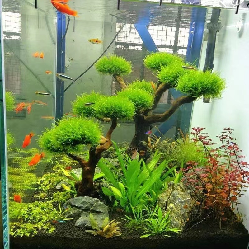 Aksesori Kerangka Pohon Lumut  - Aquarium Planted Wood ulasan dan harga