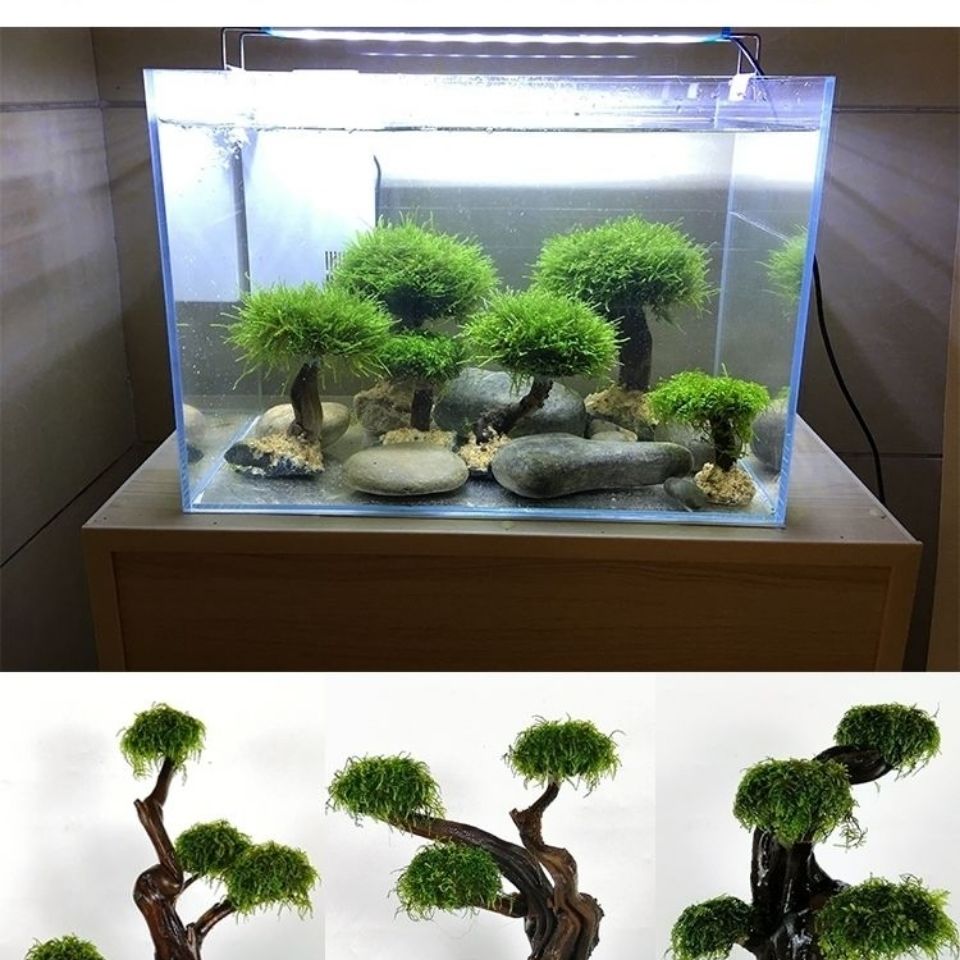 Aksesori Kerangka Pohon Lumut  - Aquarium Planted Wood ulasan dan harga