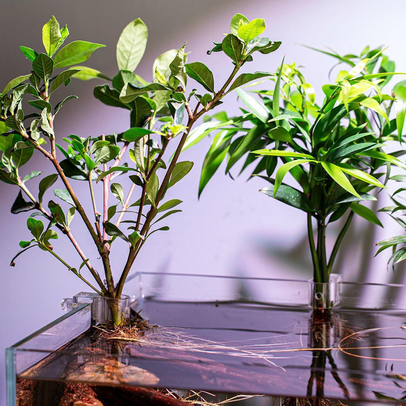 6 Buah Tempat Tanaman Akuarium - Aquarium Plant Diseases ulasan dan harga