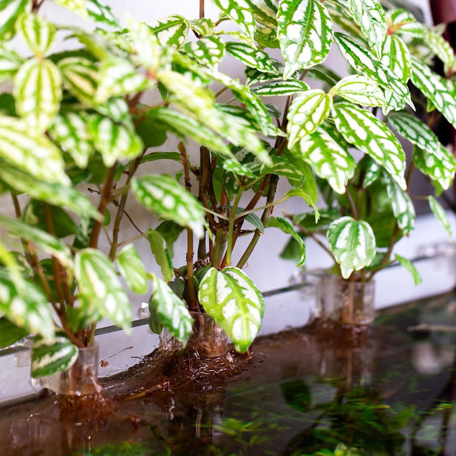 6 Buah Tempat Tanaman Akuarium - Aquarium Plant Diseases ulasan dan harga