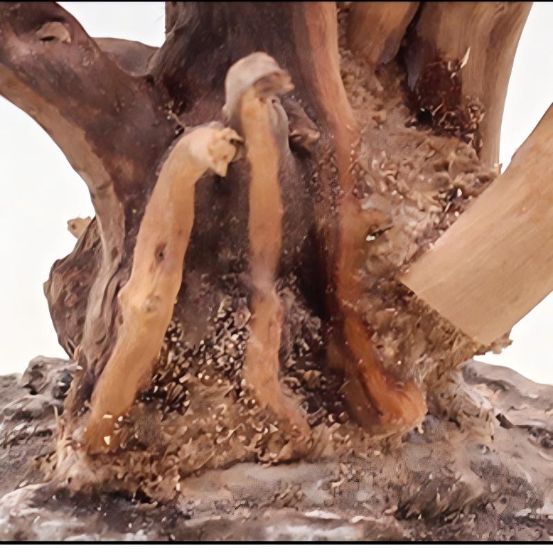 1 Buah Hiasan Kayu Lanskap Aku - Aquarium Planted Wood ulasan dan harga