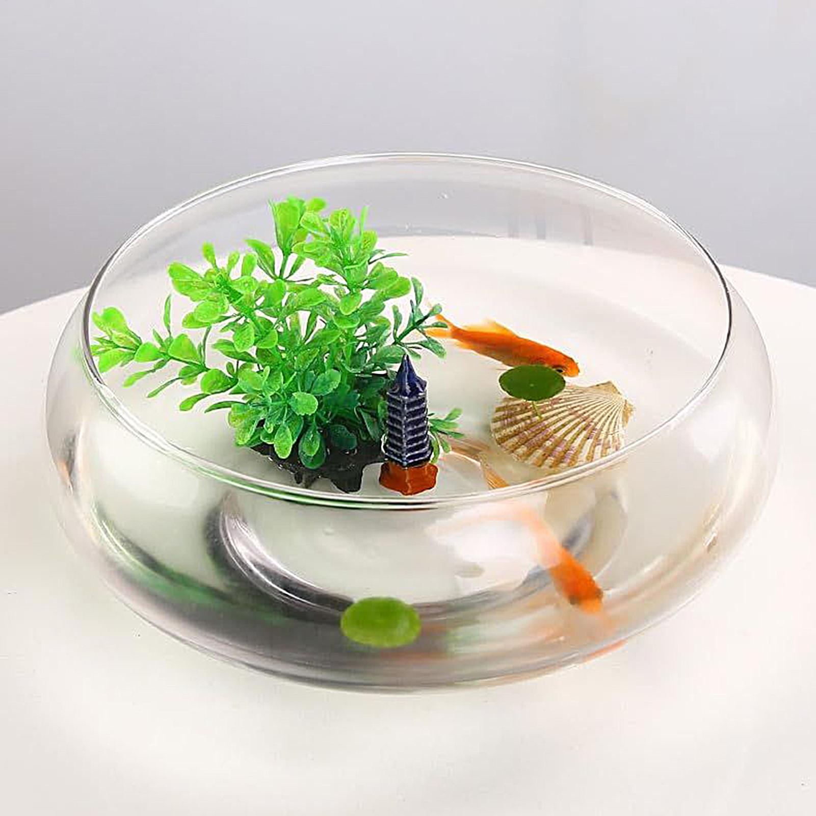 Mangkuk Kaca Ikan Pot Bunga Hi - Planted Aquarium Bowl ulasan dan harga