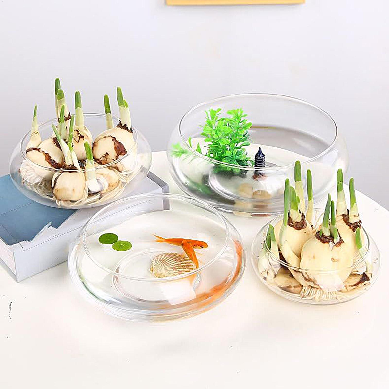 Mangkuk Kaca Ikan Pot Bunga Hi - Planted Aquarium Bowl ulasan dan harga