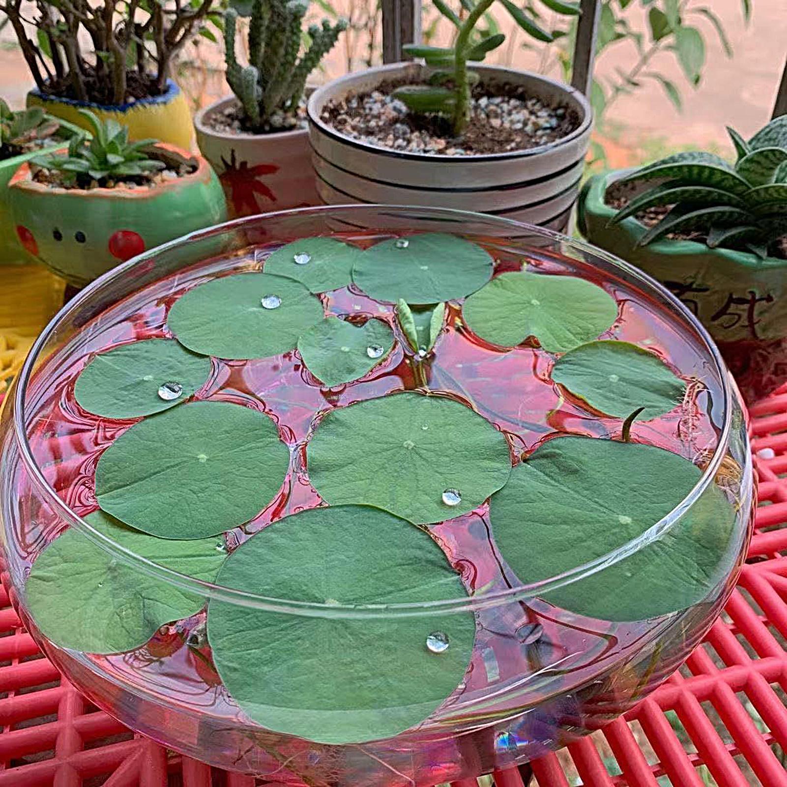 Mangkuk Kaca Ikan Pot Bunga Hi - Planted Aquarium Bowl ulasan dan harga