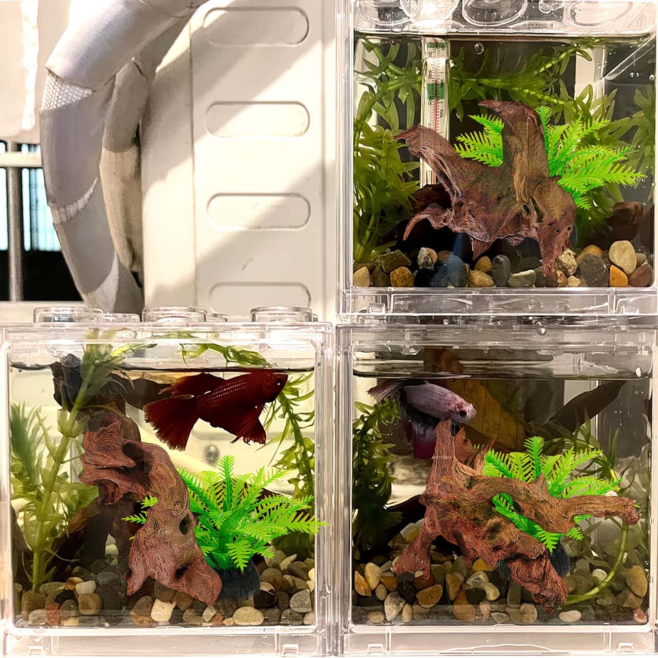 Kayu Apung Alami 5-10CM untuk  - Aquarium Planted Wood ulasan dan harga
